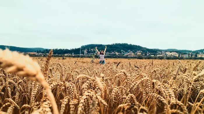 4s Grain Field