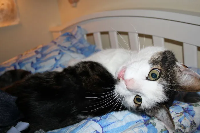 Suprised Cat