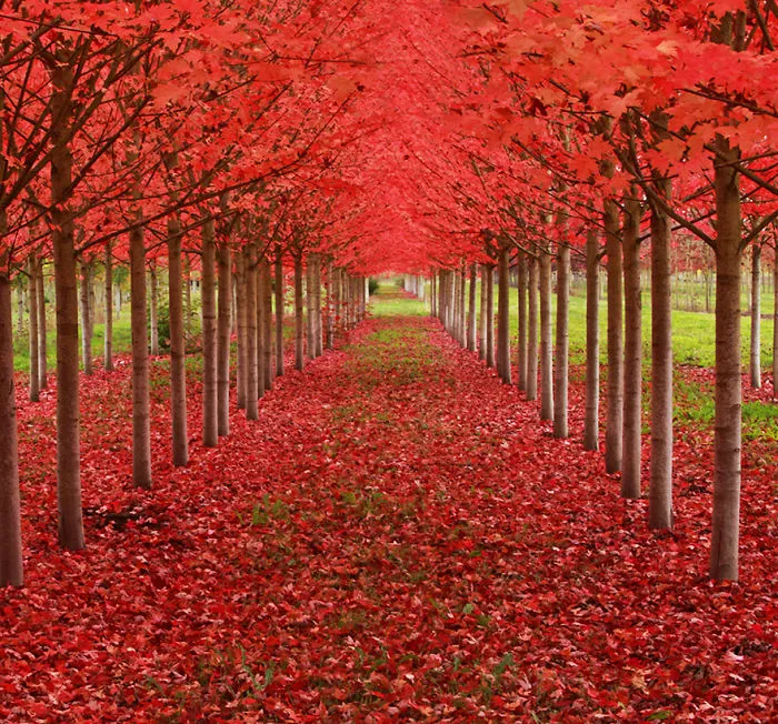 Maple Tunnel In St. Louis, Oregon, U.s.a.