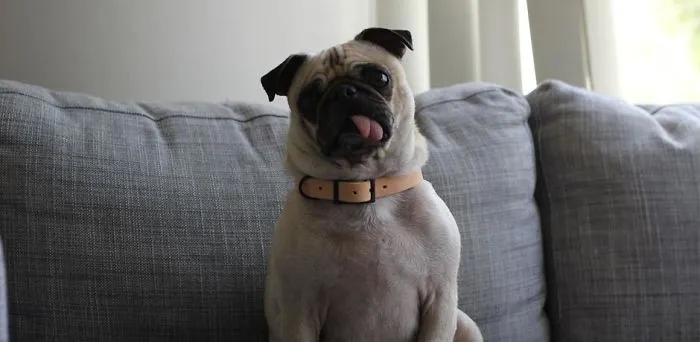 Mookie Wilson The Pug