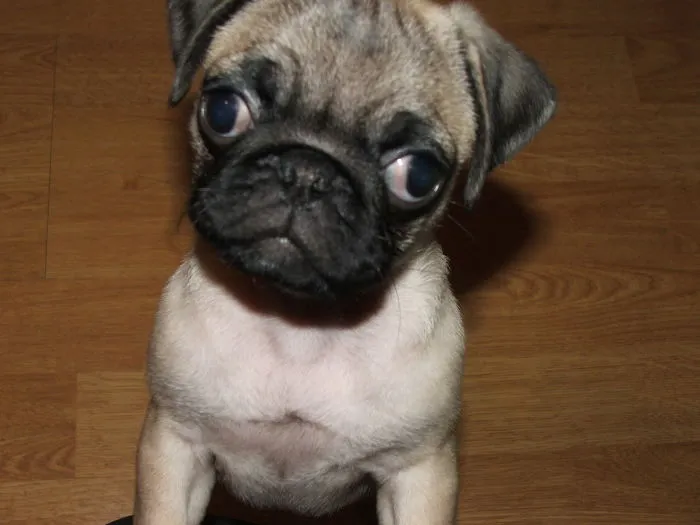Mops