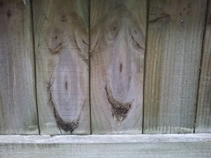 Curvaceous Women From The Fence Tribe