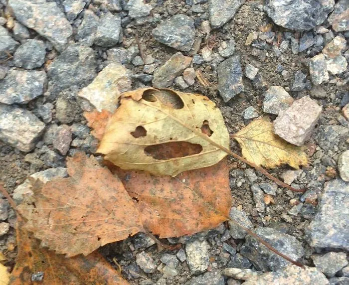 Natural Smile