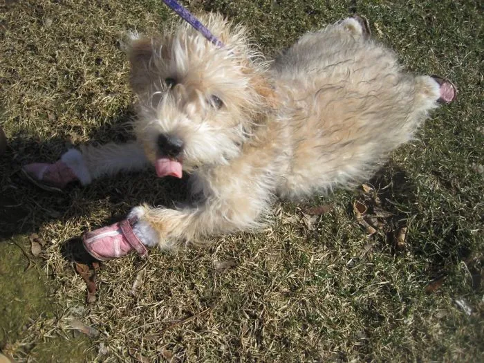 Bella At The Park!