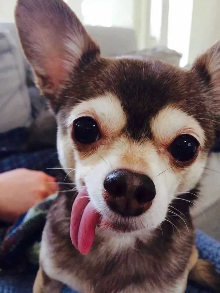 Chloe The Chihuahua