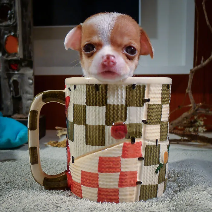 Mug Shot Of Oona :)