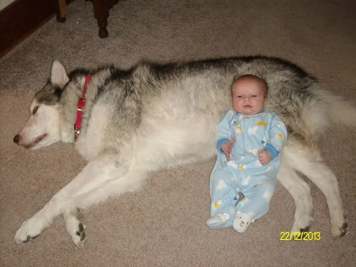 Love My Malamute Pillow