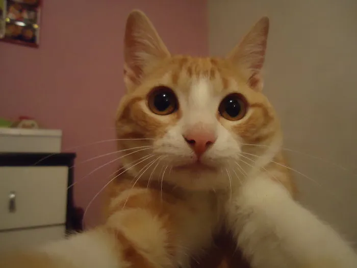 Selfie