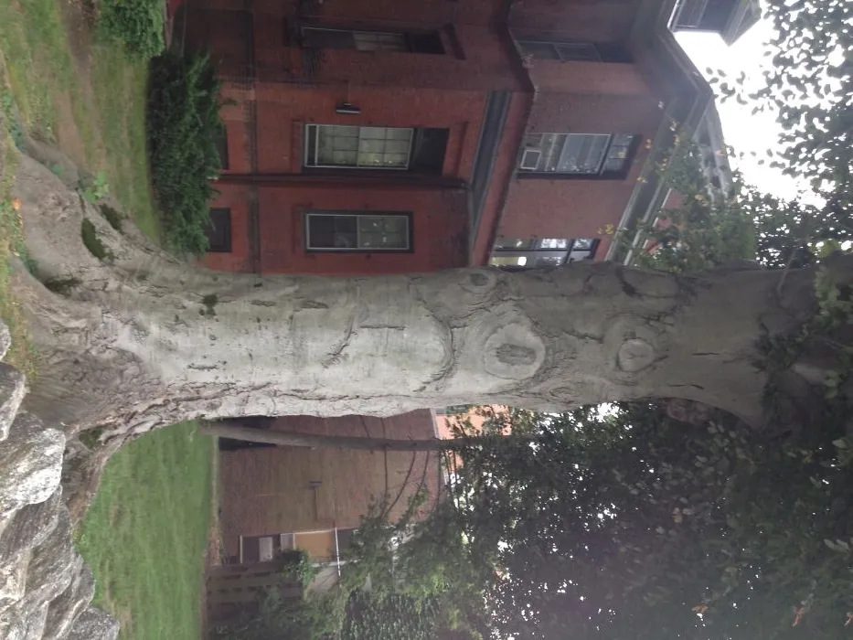 Sad Tree.....