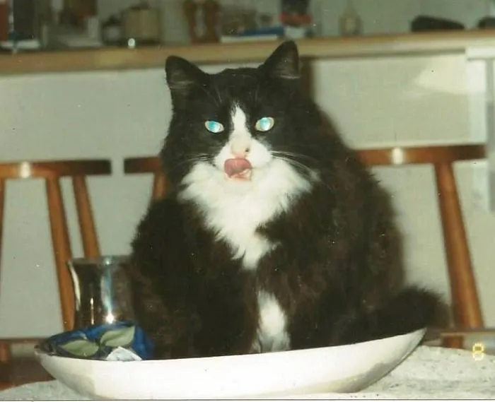 Cat Stevens