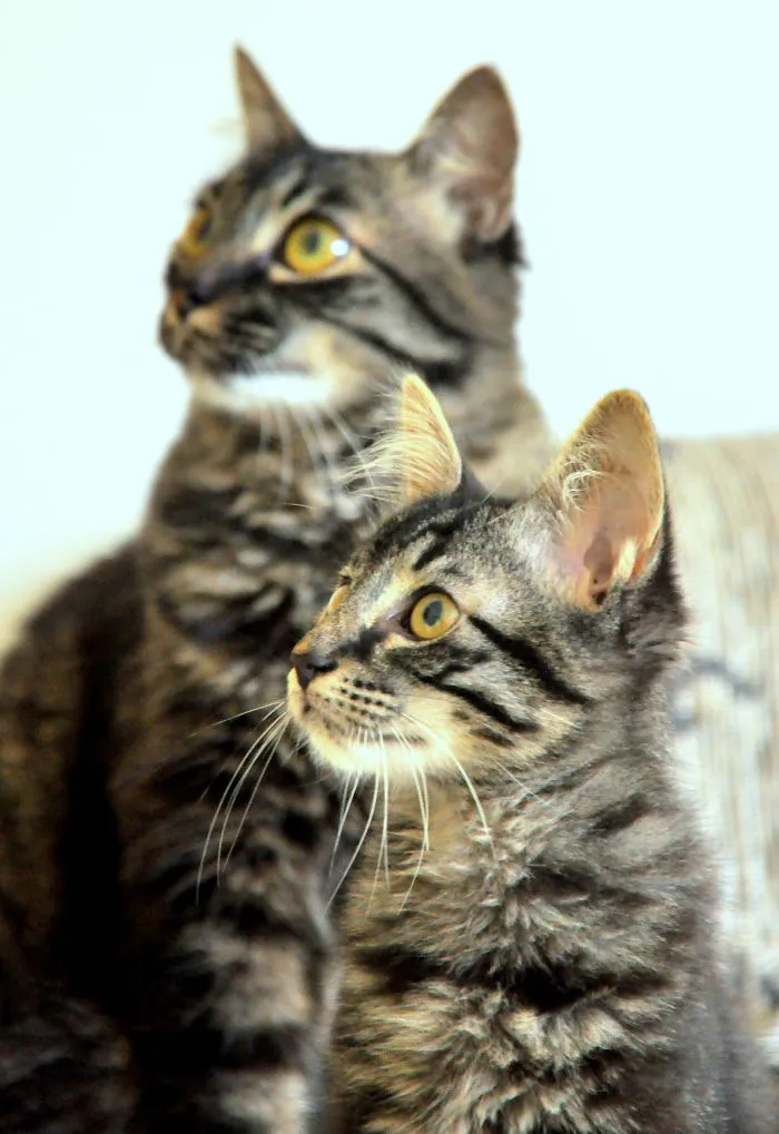 Fratelli - Gioconda Ghiggi