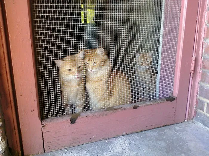 Billie, Ziggie, And Thier Mama, Joey
