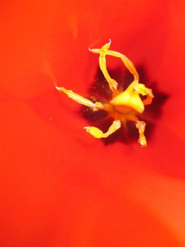 Fiery Dancer