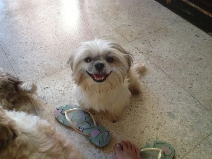 Happy Dog :d