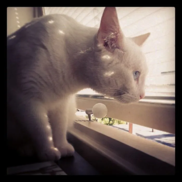 My Baby, Lucy Bowie Diamond.