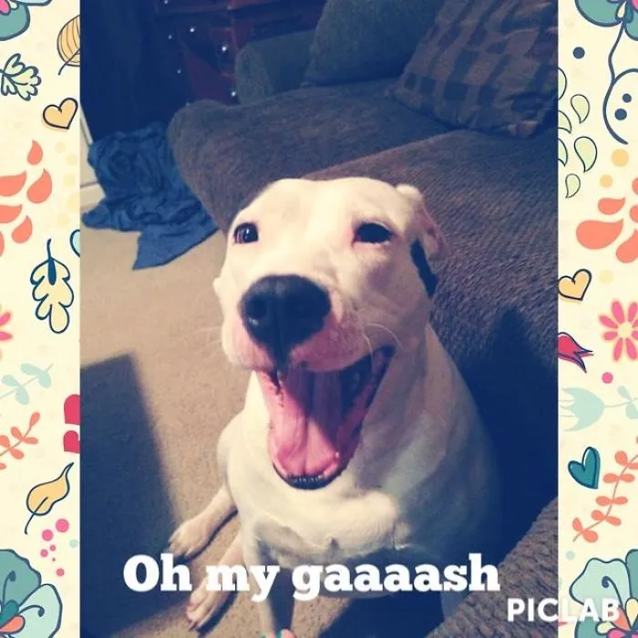 Kitty The Pit Bull