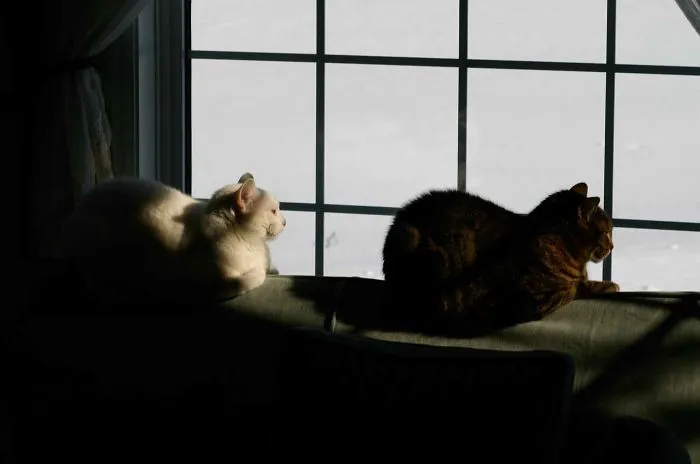 Winter Longing