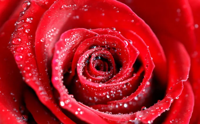Water Drops On Red Rose