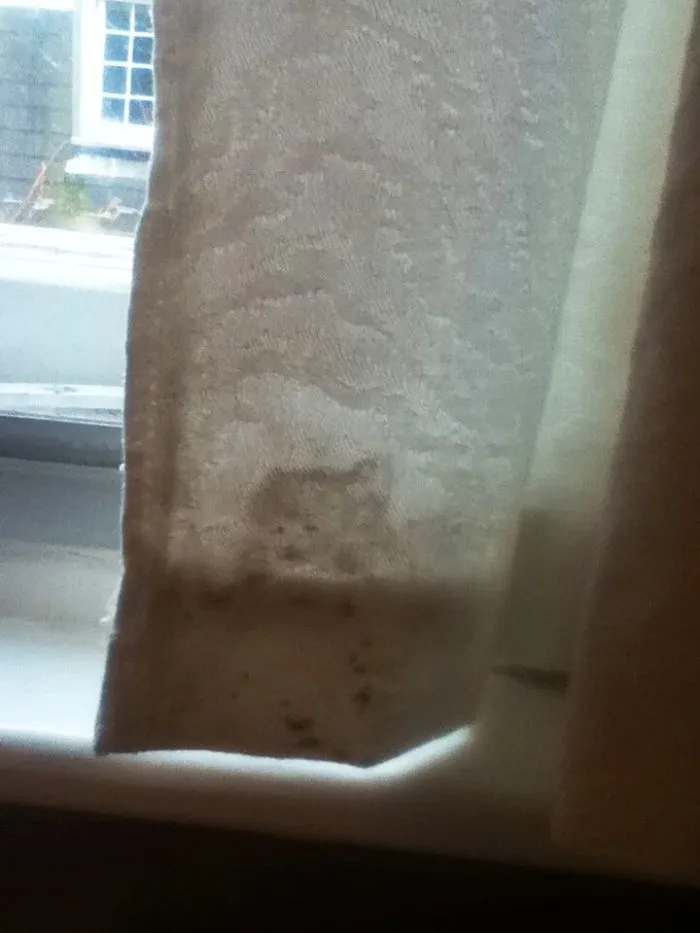 Can You See The Bear On The Bottom Of The Curtain?