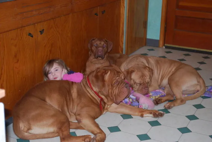 3 Big Dogs :)