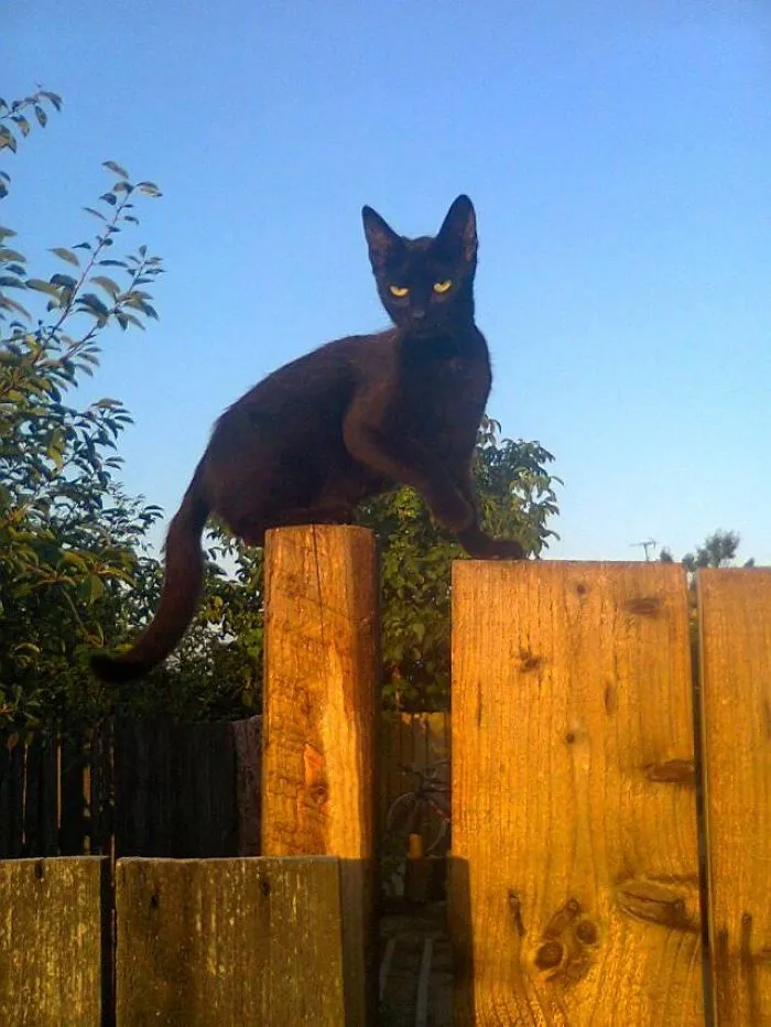 Shadow Waiting