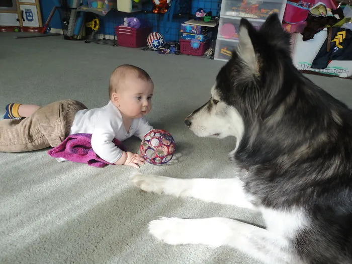 Koda Bear