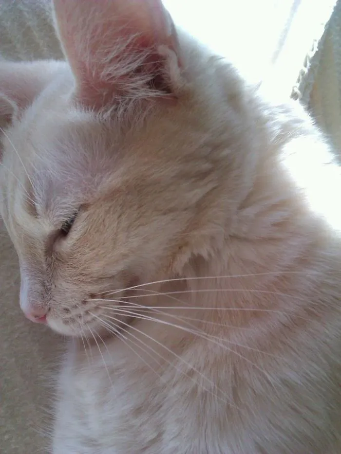 Goku  Waiting   In The Sunshine