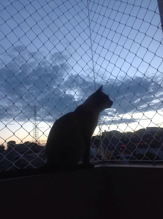 Gohan Watching The End Of The Day.