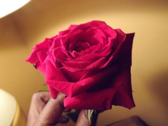 Red Rose