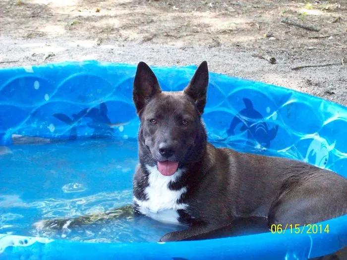 Husky+ Pit Bull Mix