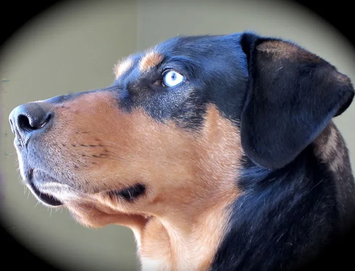 German Shepherd And Catahoula Hound