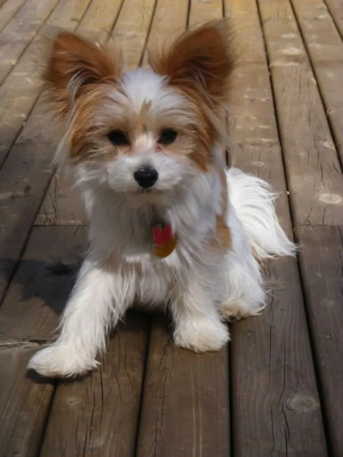 Papillon + Maltese = Papitese