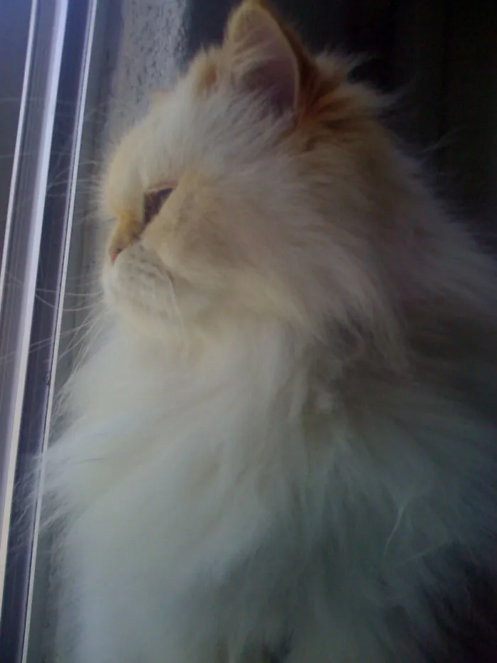 Rosco