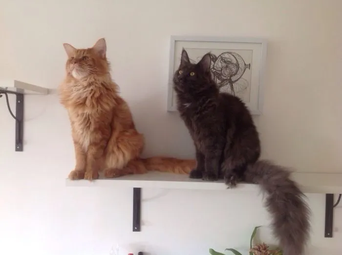 Radja &amp; Asha Standing Guard