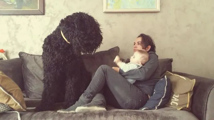 Kron - 1 Year Old Black Russian Terrier