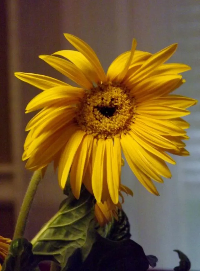 #129 Happy Flower :)