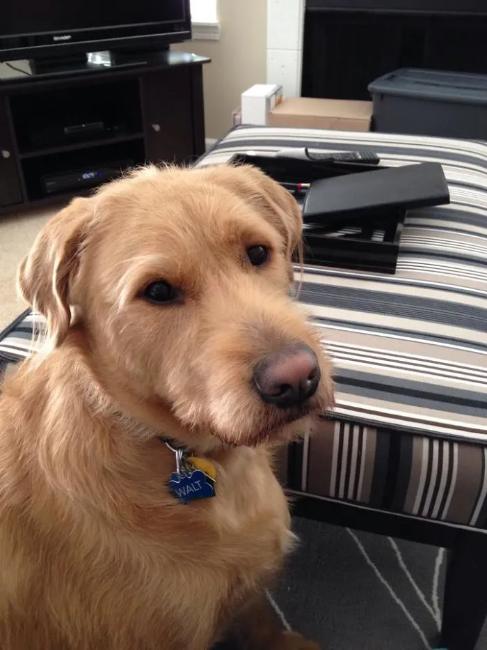 Doodledor : Labrador And Goldendoodle
