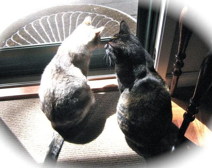 Milky And Minky Wait