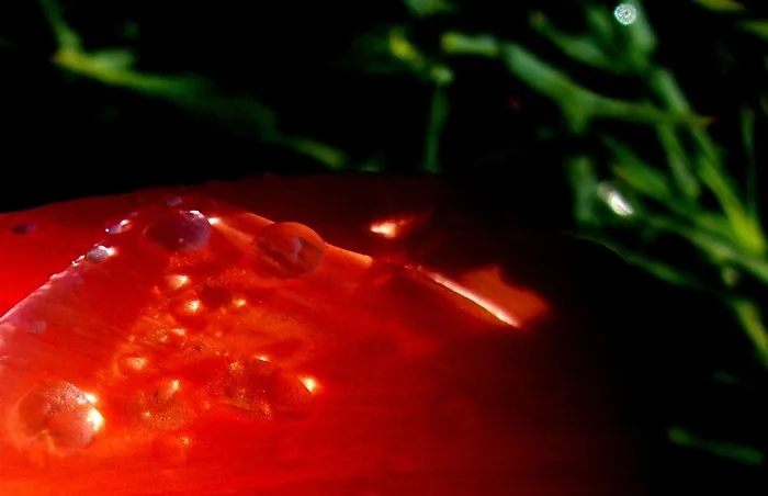Tulip