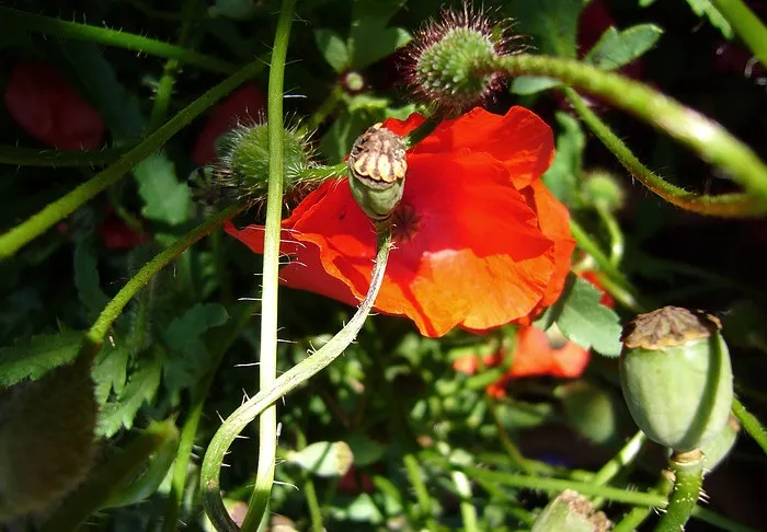 Poppy