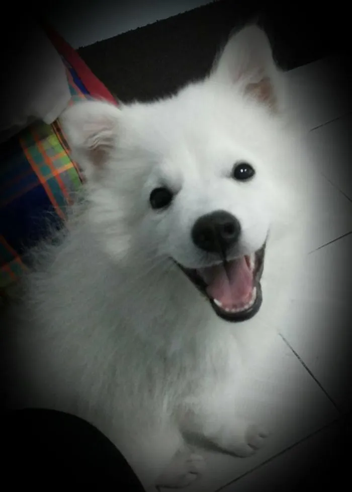 When A Little Dog Smile..