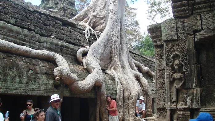 Tree Roots Cambodia