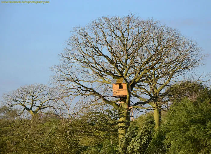 Treehouse, Ceibo Trichistandra Tree, Dry Forest, Guayas-ecuador. By Facebook.com/photography.me