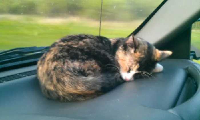 Dash Sleeping Kitty