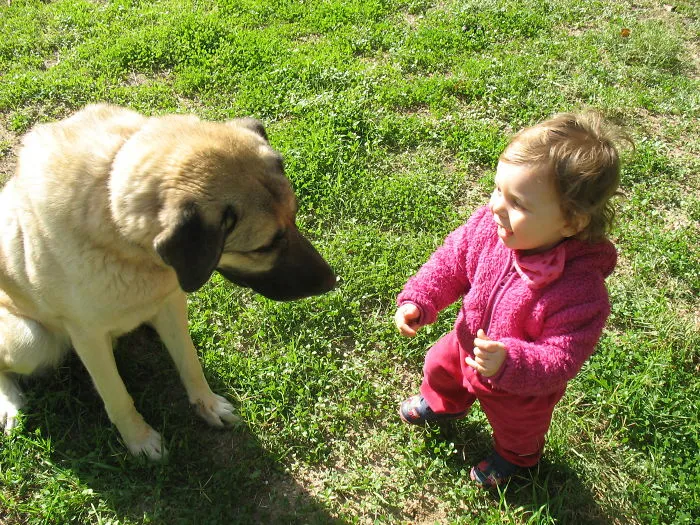 Simla And The Kangal Frodo