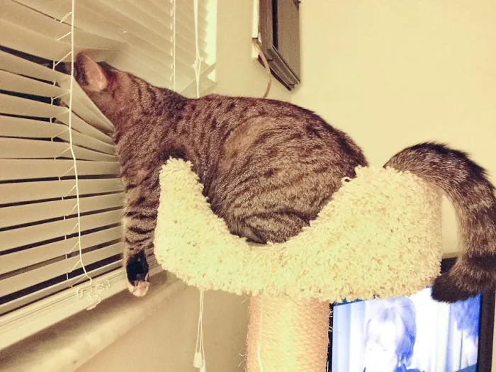 Human, Where Are You?