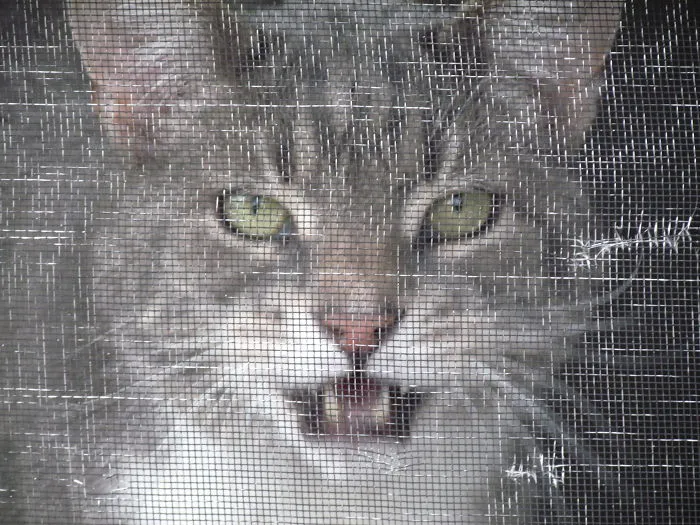 Looking In At Moose