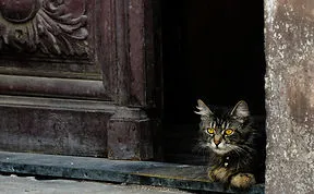 Post Cats Waiting For Their Humans To Return