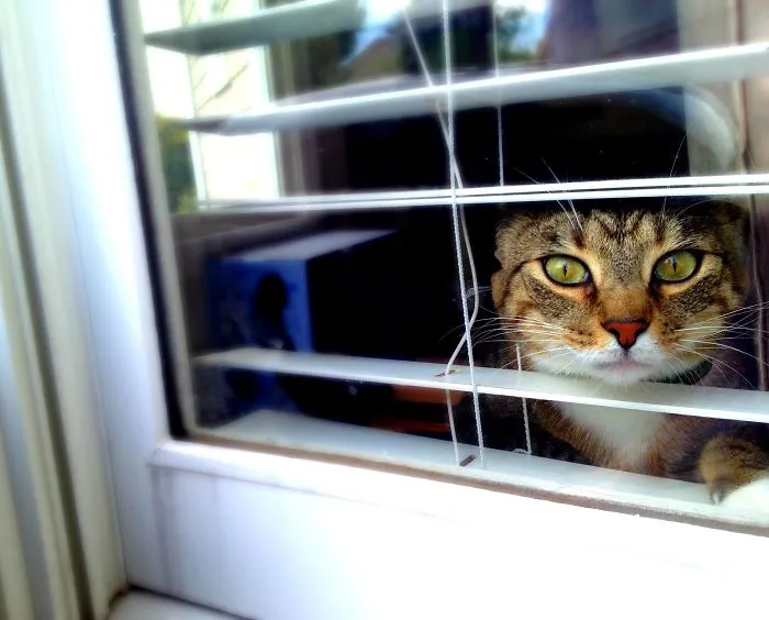 Otis Wants Out By Sara Ashton