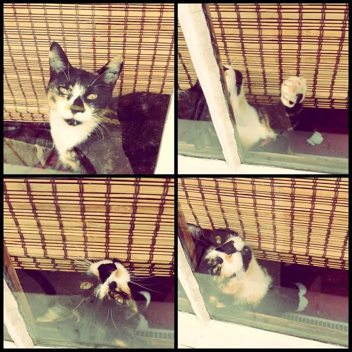 Nelly Nelly, By Anna Solomatina
